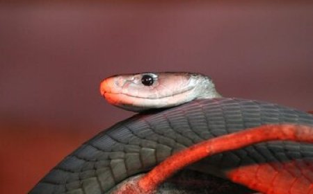 کشندهترین مار دنیا در ایران! + عکس