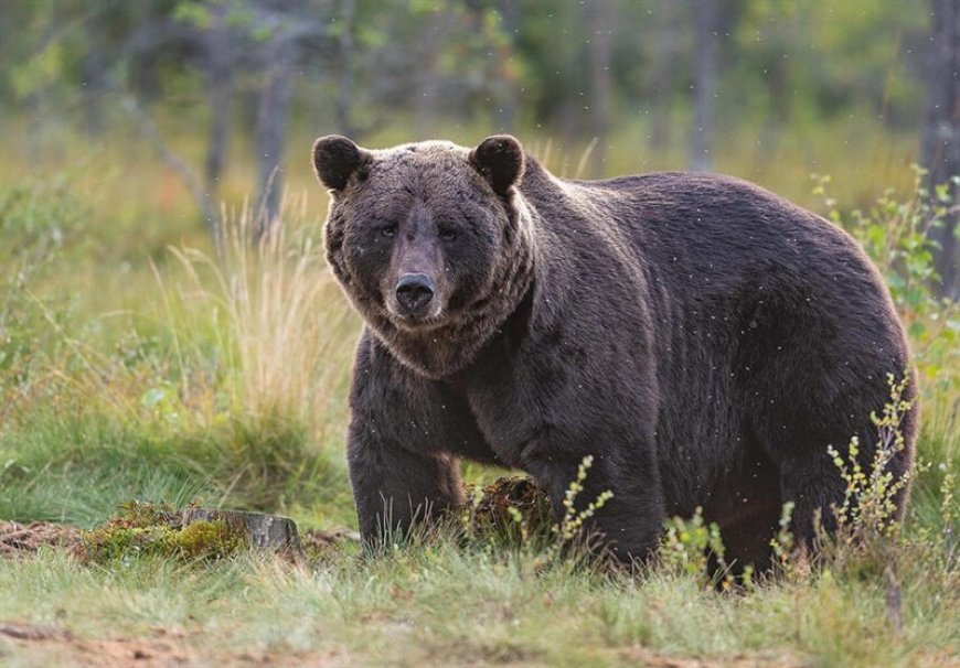 مشاهده "خرس قهوه‌ای" در همدان پس از نیم قرن