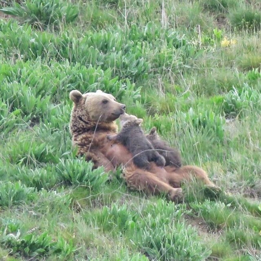 عکس | تصویری زیبا از حس مادرانه یک خرس قهوه‌ای در پارک ملی گلستان