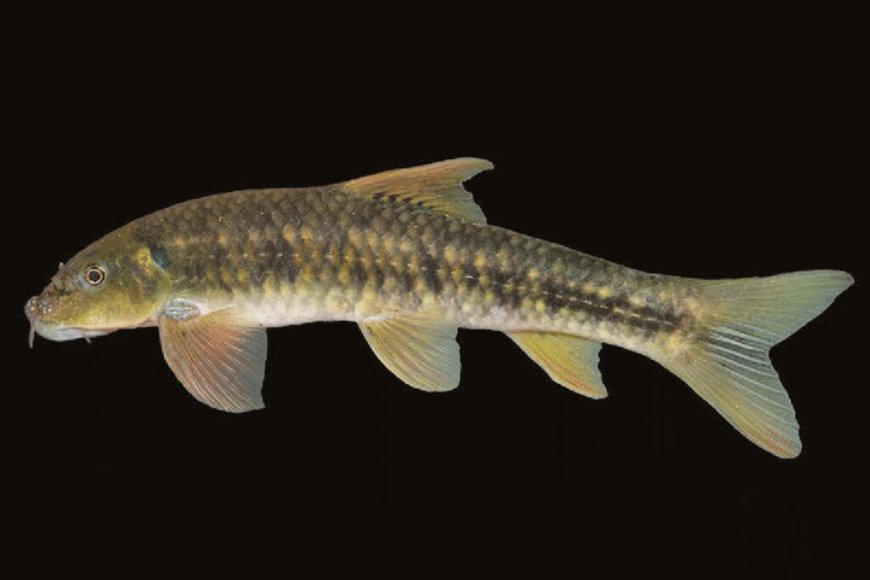 نام یک جانباز شیمیایی روی ماهی ۱۲ میلیون ساله