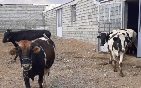 هاری گاوی در یک استان کشور؛ یک نفر جانش را از دست داد