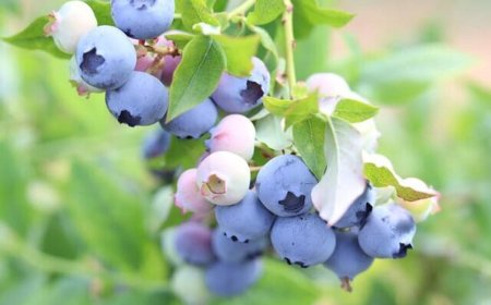 میوهای که فشار خون را کاهش میدهد و مغز را تقویت میکند