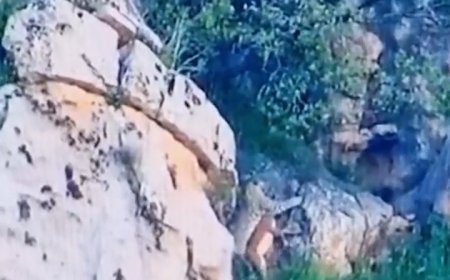 فیلم| ثبت اولین تصویر از پلنگ ایرانی در حال شکار بز کوهی در لرستان