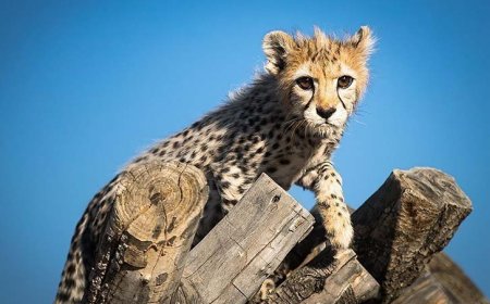 پیروز اگر زنده بود امروز یک ساله می‌شد