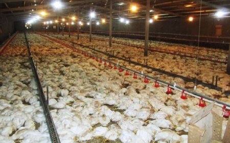 تلف شدن سه هزار مرغ تخمگذار به علت قطع برق 
