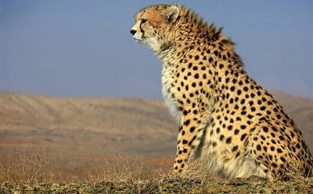 «ایران» باردار نیست