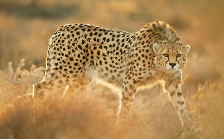 سکوت عجیب سازمان محیط‌ زیست