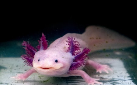 تیکتاک جان این موجود کمیاب را به خطر انداخت! + عکس