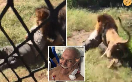 شیر نر عظیم الجثه یک پیرمرد را شکار کرد!