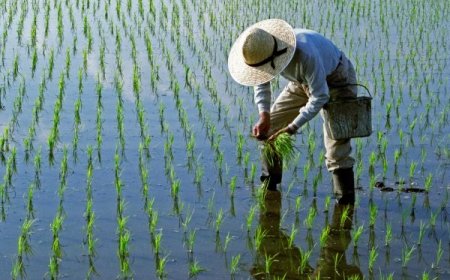 فوت دومین جوان کشاورز در مازندران بر اثر "تب شالیزار"