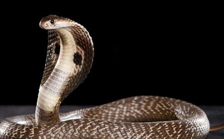 از عجایب روزگار/ ظاهر عجیب خطرناکترین مار کبرا + عکس