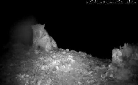 ببینید | ویدئویی جذاب از قدرتنمایی پلنگ ایرانی در کوههای سوادکوه