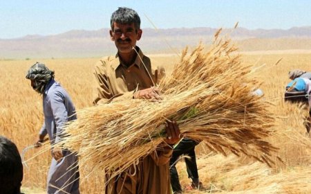 کابوس کشاورزان تعبیر شد