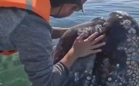 لحظه باورنکردنی از حرف زدن یک نهنگ!