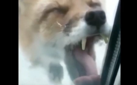 ببینید | رفتار ترسناک یک روباه وحشی مثل زامبیها!