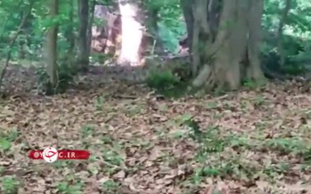 ببینید | لحظات نفسگیر مشاهده پلنگ در جنگل!