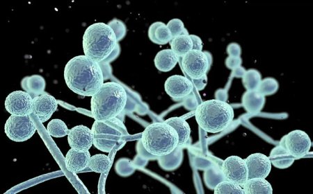 لباس قارچی که خود را ترمیم می کند!