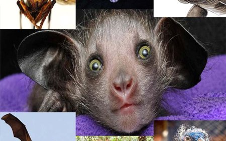 ترسناک‌ ترین حیوانات جهان 