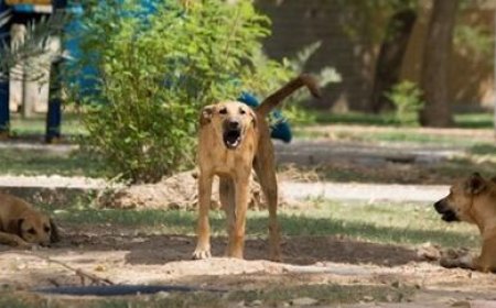 ببینید  | تصادف منجر به فوت پسر ۱۴ ساله هنگام فرار از حمله سگ ولگرد