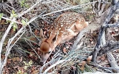 حال خوش نخستین ‌گوزن زرد ایرانی متولدشده در پارک ملی ارومیه + فیلم