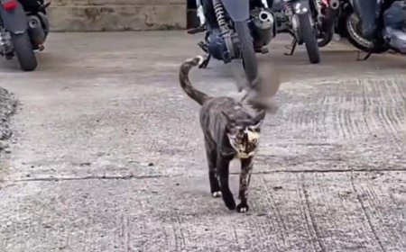 حملات بی‌امان پرندگان خشمگین به یک گربه 