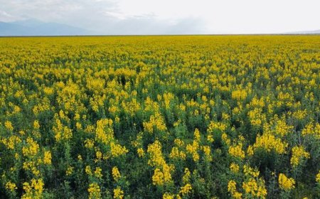 ۶۰۰ میلیون تومان جریمه نقدی برای چیدن این گل در ترکیه