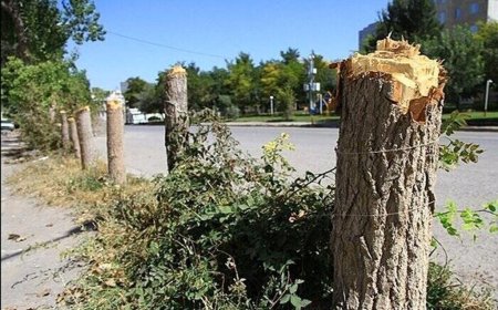 حکم اعدام ۵۰ اصله درخت صادر شد؟