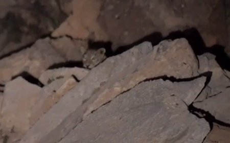 ببینید | تصاویری زیبا از یک قلاده پلنگ در جاده یاسوج به سی‌سخت