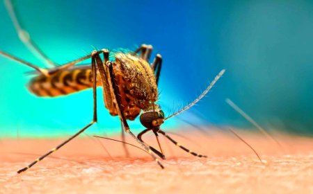 پژوهش جدید: بوی صابون پشهها را جذب میکند!