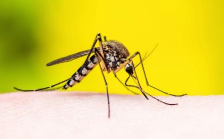 مرگبارترین جانور جهان برای انسانها کدام است؟