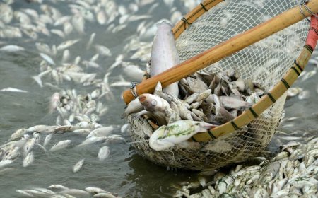 صید ماهی عجیب در چین: ماهی با سر پرنده (عکس)