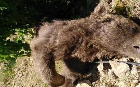 صدور حکم حبس ۶ ماهه برای عوامل مرگ یک خرس