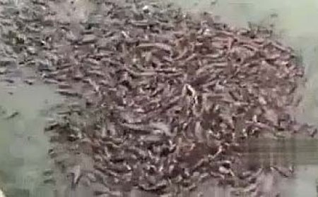 بینید | ماهی‌های گوشتخوار خطرناک‌تر از تمساح‌ها!