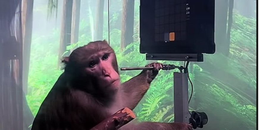 چینی‌ها برای اولین بار مغز میمون را به رایانه وصل کردند 