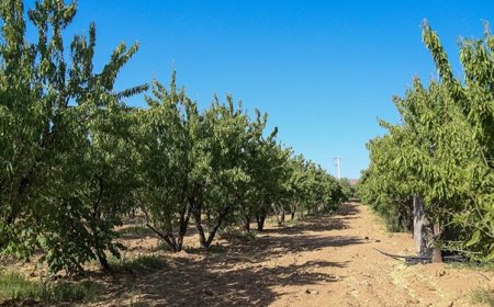 تغییر کاربری باغ رزی شیراز چگونه به کمیسیون ماده ۵ رسید؟