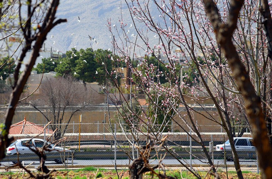 توقف تغییر کاربری باغات شیراز در ایستگاه کمیسیون ماده پنج