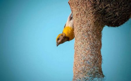 معماری فوق العاده پرنده در لانه سازی
