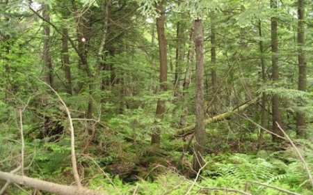 فروپاشی فاجعه‌بار اکوسیستم جنگل‌ها در بریتانیا