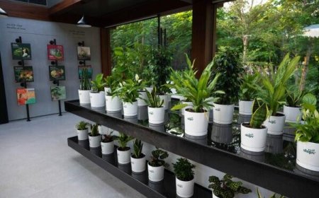 امارات میزبان پناهگاه سبز ۱۳۰ هزار درختی