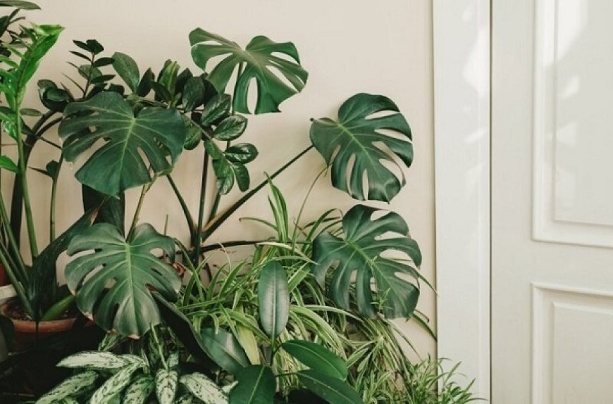 این 8 گیاه آپارتمانی سمی و خطرناک هستند
