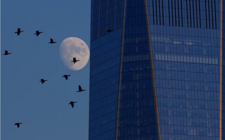 ساختمان‌های شیشه‌ای؛ تله مرگ پرندگان / تغییر شیوه ساخت‌وساز معماران