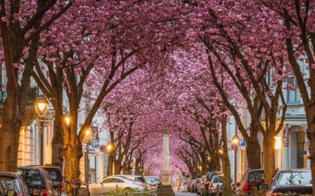 شهرهای درختی جهان، الگویی برای برنامهریزی شهری پایدار