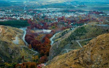 قطع درختان شهر صحنه براساس نظرات کارشناسی انجام شده است
