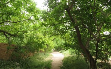 شهردارشیراز:مقابل هرگونه تخلف برای حفظ باغات شیراز می ایستیم.