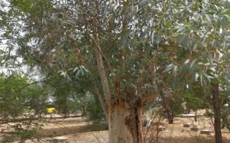 باغات اراک شناسنامهدار میشوند