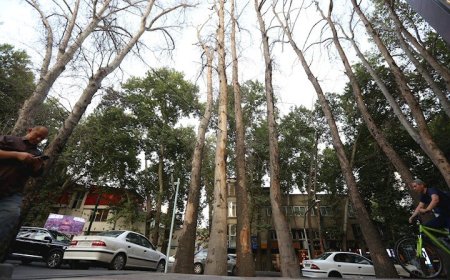 قطع شبانه درختان در ولیعصر تهران