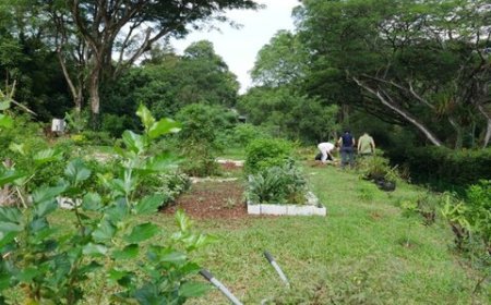 رومانی بزرگترین جنگل شهری را احداث میکند