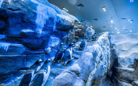 چرا آکواریوم دبی مال را تنها نریم؟