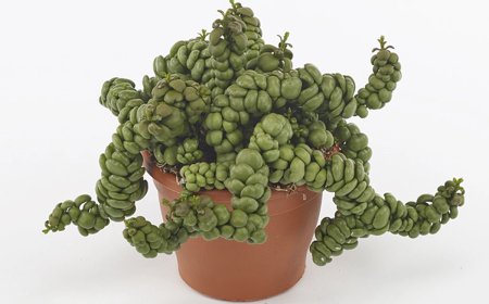 سرزمین عجایب با عجیبترین گیاهان آپارتمانی در خانه