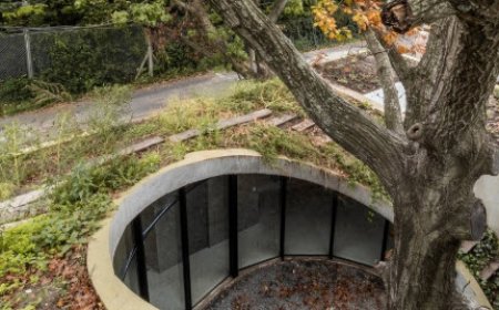 معماری منحصربه‌فرد خانه‌ای که دور بلوط می‌گردد